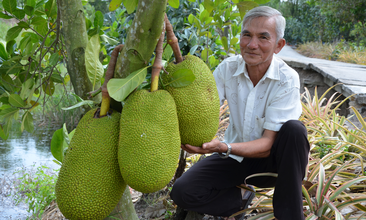 Ông Phương tươi vui bên cây mít Thái trồng 5 năm tuổi sắp “hái bạc triệu”.