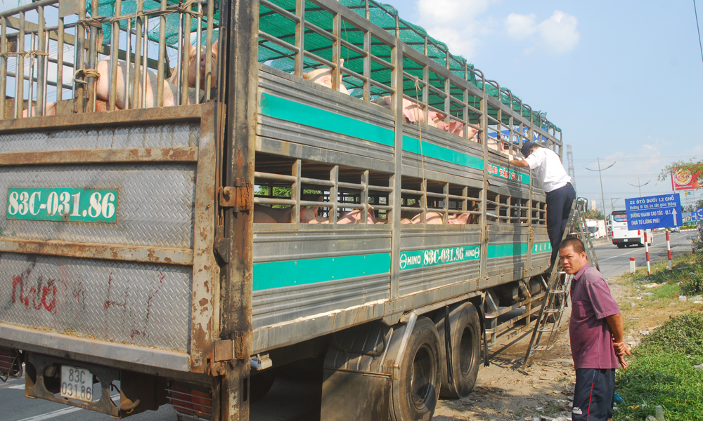 Quy trình kiểm tra lâm sàng trên đàn heo thực hiện chặt chẽ dưới sự theo dõi của người đi trên xe.