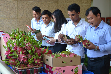 Tiềm năng của cây ăn quả còn rất lớn.