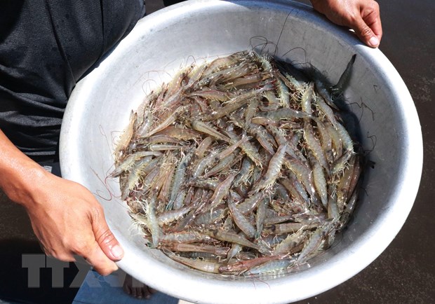 Sử dụng chế phẩm sinh học trong nuôi tôm giúp tôm tăng trưởng, đạt năng suất cao trong vụ nuôi. (Ảnh: Nguyễn Thành/TTXVN)