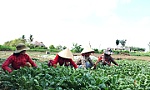 Đẩy mạnh chuyển đổi cây trồng phù hợp theo từng vùng
