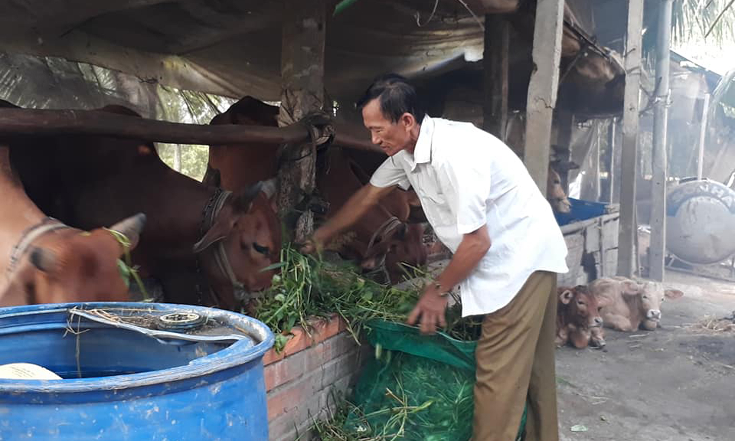 Đàn bò của ông Vui.