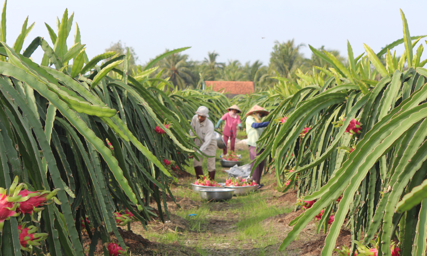 Huyện Chợ Gạo đang phấn đấu để 100% xã đạt chuẩn NTM trong năm 2019 (ảnh: Thu hoạch thanh long tại xã NTM Đăng Hưng Phước).								                  Ảnh: HỒNG LÊ