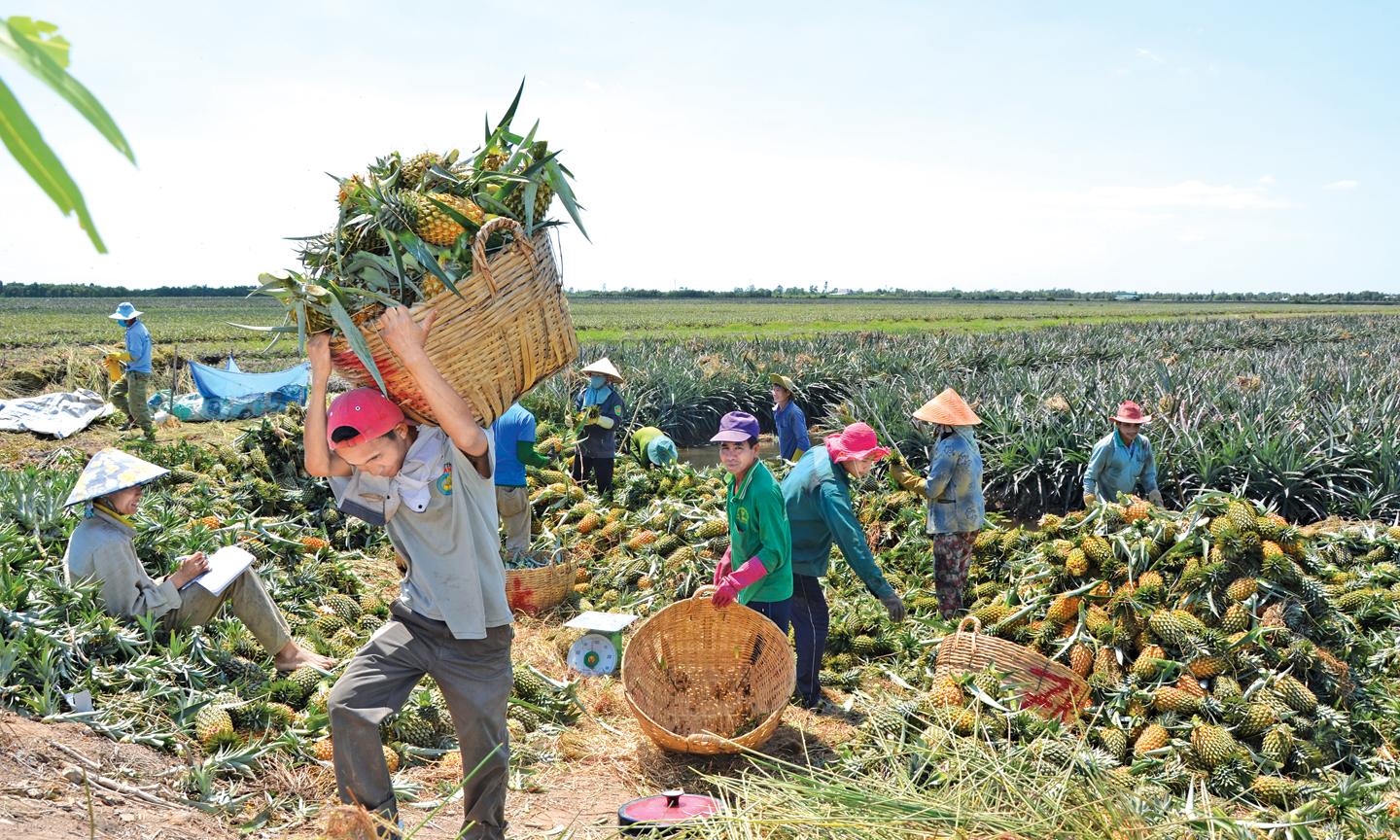 Niềm vui khóm được giá.                                                                                                                                                                                                                                                                                                                                                                  ảnh: NGỌC LAN