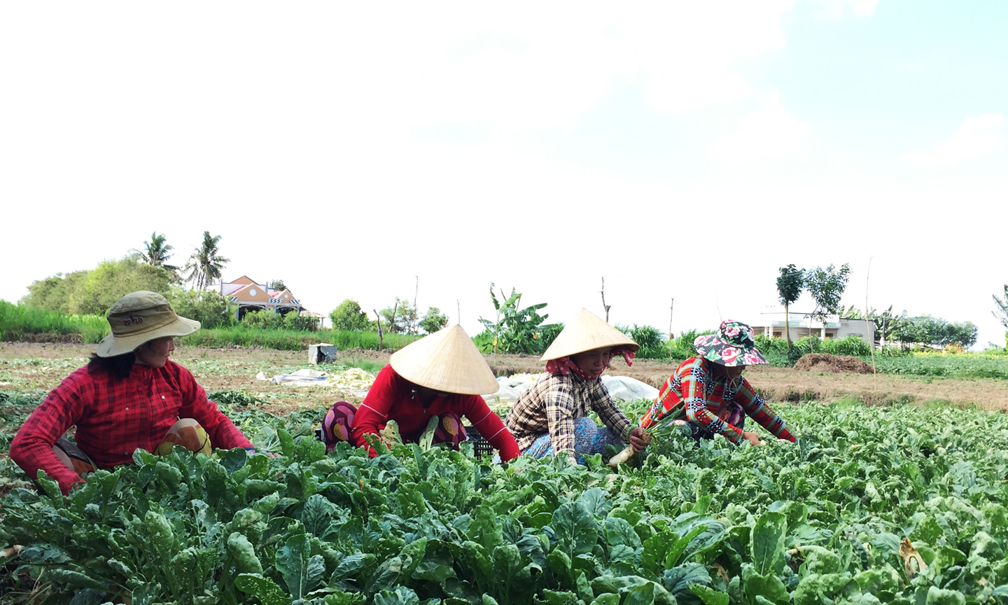 Cây màu thay thế dần sự độc canh của cây lúa.