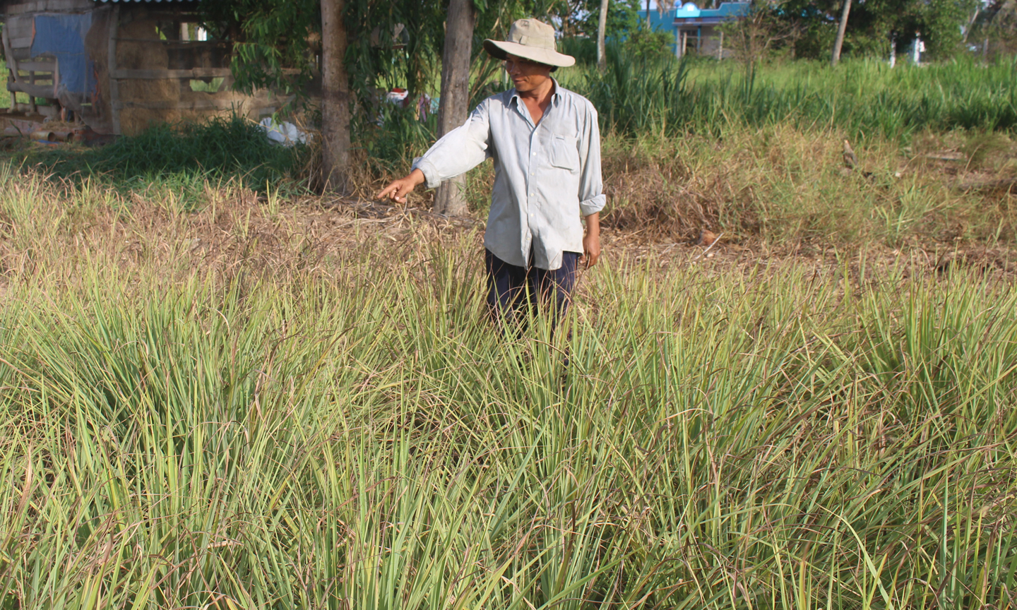 Ruộng sả của anh Hiệp hiện không có nước tưới.