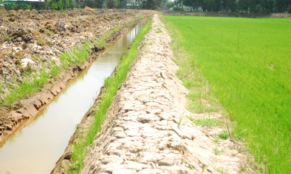 Một diện tích đang  trồng lúa ở xã Hậu Mỹ Trinh (huyện Cái Bè) nhưng chuẩn bị phá bỏ để lên vườn cây ăn trái.