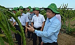 Tiền Giang: Chuyển đổi cơ cấu cây trồng trên nền đất lúa hơn 12.900 ha