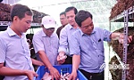 Nâng cao chuỗi giá trị sản xuất cây sả