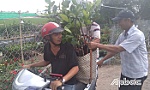 Không ào ạt trồng cây, nuôi cá dưới chân ruộng
