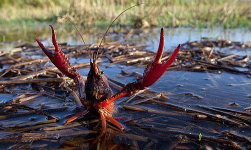  Tôm hùm đất (Cherax quadricarinatus) là loài cấm nhập khẩu vào Việt Nam.