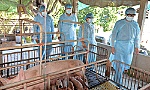 Sớm giải quyết tiền hỗ trợ cho hộ nuôi heo bị thiệt hại