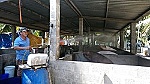 Tạm ứng khoảng 1.200 tỷ đồng hỗ trợ dân có heo bị dịch