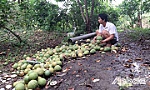 Cái Bè: Điều tra kẻ xấu chặt hạ 150 cây bưởi