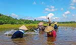 ĐBSCL giảm trồng lúa để phù hợp với biến đổi khí hậu