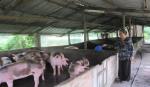 Hỗ trợ  đến 30.000 đồng/kg heo tiêu hủy do dịch tả heo châu Phi