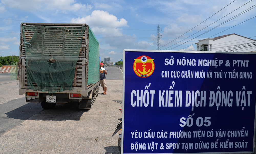Xe chở heo dừng tại chốt kiểm dịch để cán bộ thú ý kiểm tra.