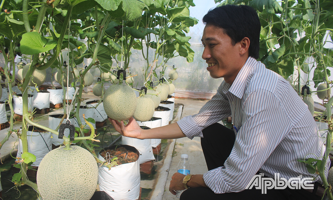 Mô hình sản xuất nông nghiệp công nghệ cao ở xã Tân Mỹ Chánh.