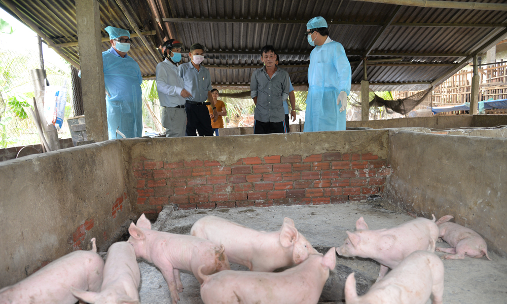 Chủ tịch UBND tỉnh Lê Văn Hưởng kiểm tra và trao đổi với chủ hộ có đàn heo nhiễm dịch tả heo châu Phi.