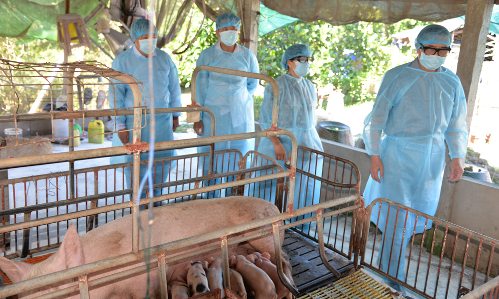 Lãnh đạo tỉnh, huyện khảo sát một ổ dịch tả heo châu Phi trên địa bàn huyện Cái Bè sáng 8-6.