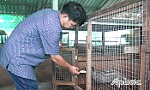 Nuôi chồn hương cho thu nhập khá