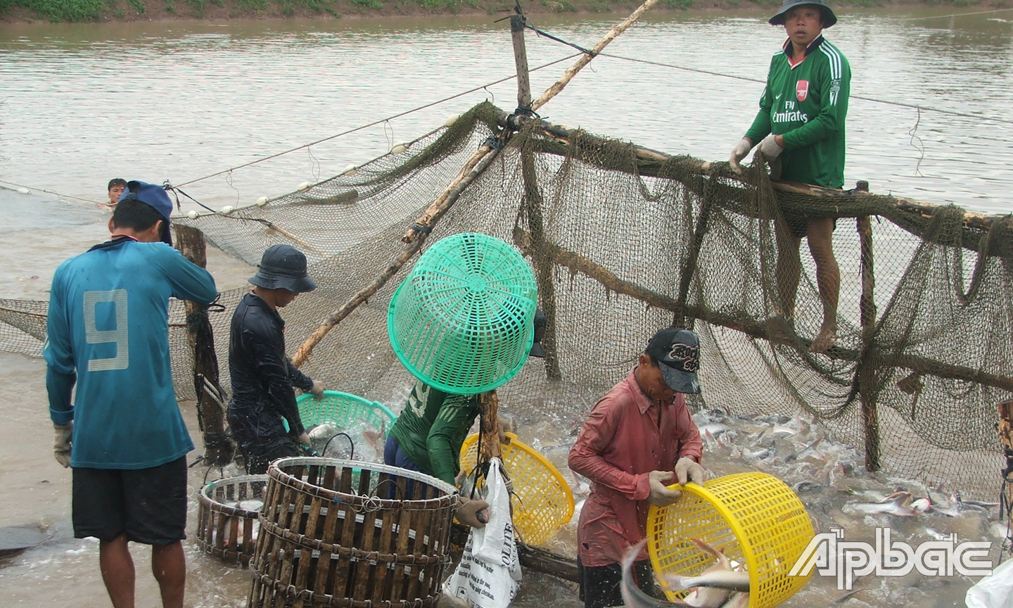 Người nuôi cá tra hiện đang gặp khó khăn.