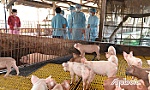 Tiếp tục triển khai các biện pháp dập dịch tả heo châu Phi