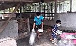 Dịch tả heo Châu phi: Chủ động phòng ngừa, hạn chế dịch xâm nhập