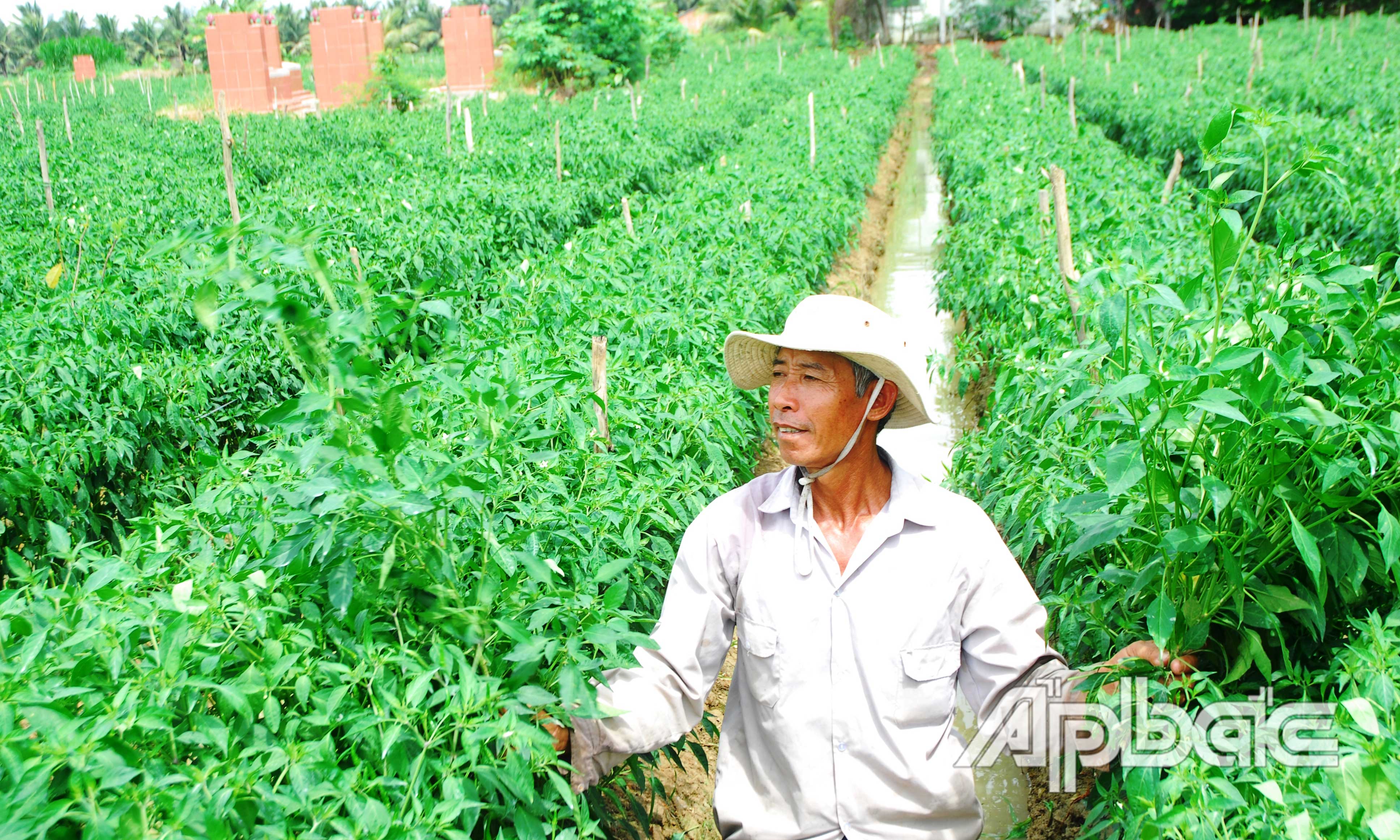 Cây thanh long góp phần làm cho đời sống người dân huyện Chợ Gạo được nâng lên.