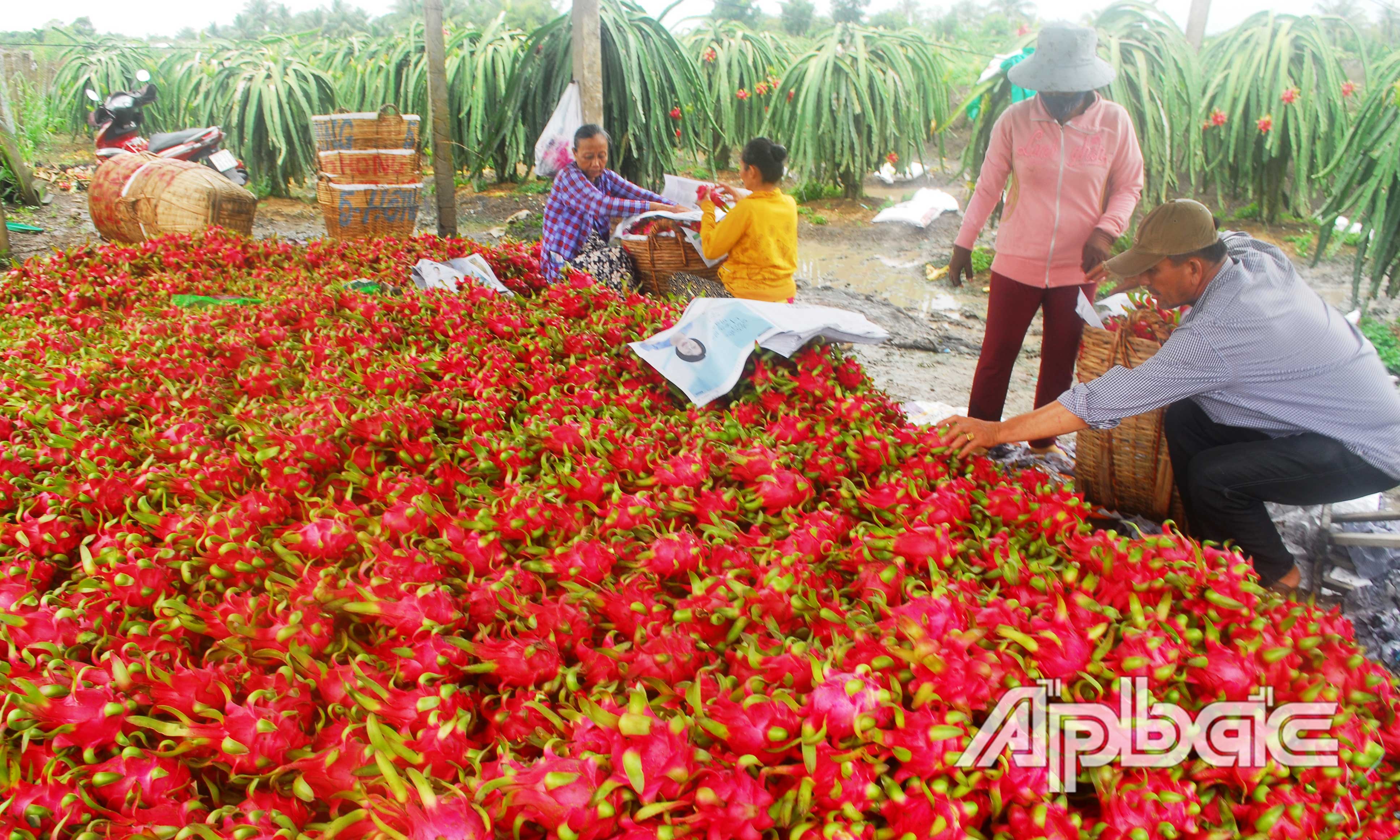 Cây thanh long góp phần làm cho đời sống người dân huyện Chợ Gạo được nâng lên.