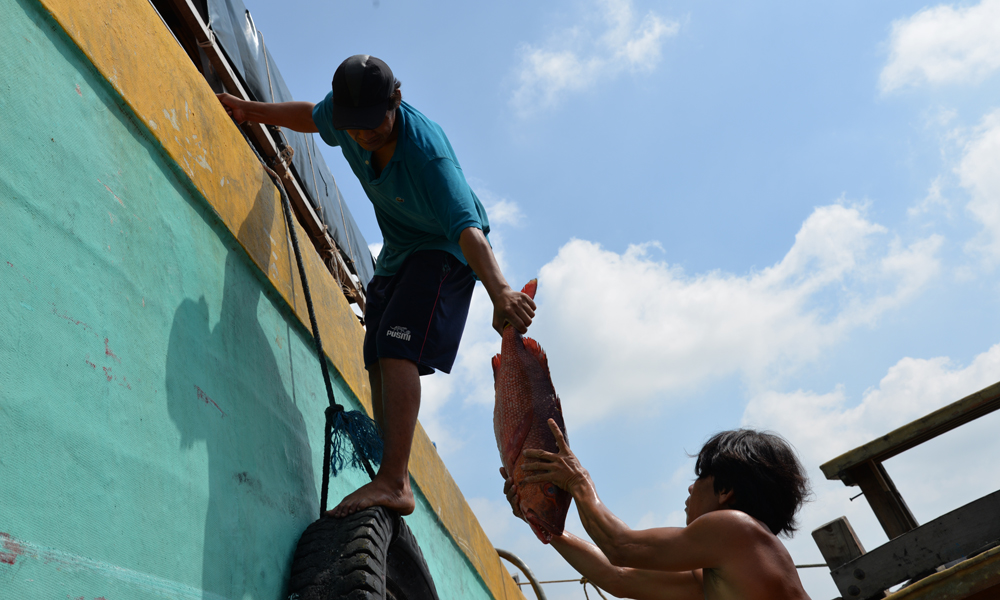Chuyển cá lên bờ để bán cho thương lái.