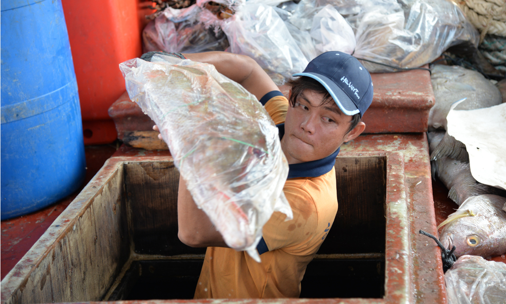 Chuyển cá từ khoan tàu.