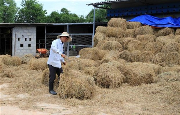 Rơm cuốn dự trữ của hộ gia đình vừa được tỉnh hỗ trợ máy. (Ảnh: Hồ Cầu/TTXVN)