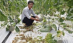 Trồng dưa lưới trong nhà: Hiệu quả bất ngờ