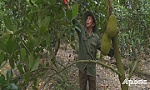 Cựu chiến binh làm kinh tế giỏi