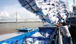 Nhu cầu yếu đẩy giá gạo Việt Nam xuống mức thấp của 12 năm