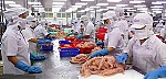ĐBSCL: Giá cá tra giảm, người nuôi lỗ nặng
