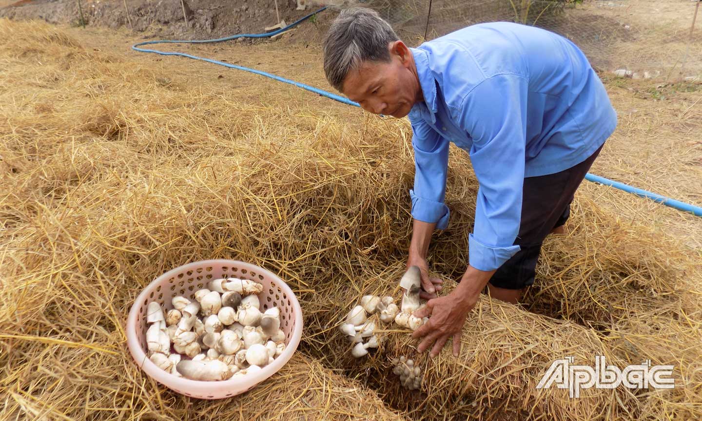 Ông Nguyễn Văn Hoài (ấp Láng Biển) thu hoạch nấm rơm.