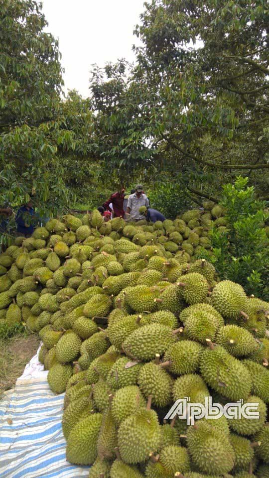 Người trồng cây ăn trái ở vùng ĐBSCL đang rất cần những giải pháp phát triển bền vững cây trồng thích ứng với BĐKH. 		              Ảnh: H. NGHỊ
