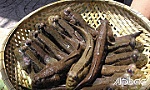 Về Gò Công ăn cá bống thòi lòi