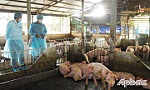 Giá heo tăng cao, người nuôi vẫn ngại tái đàn