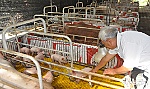 Giá heo 