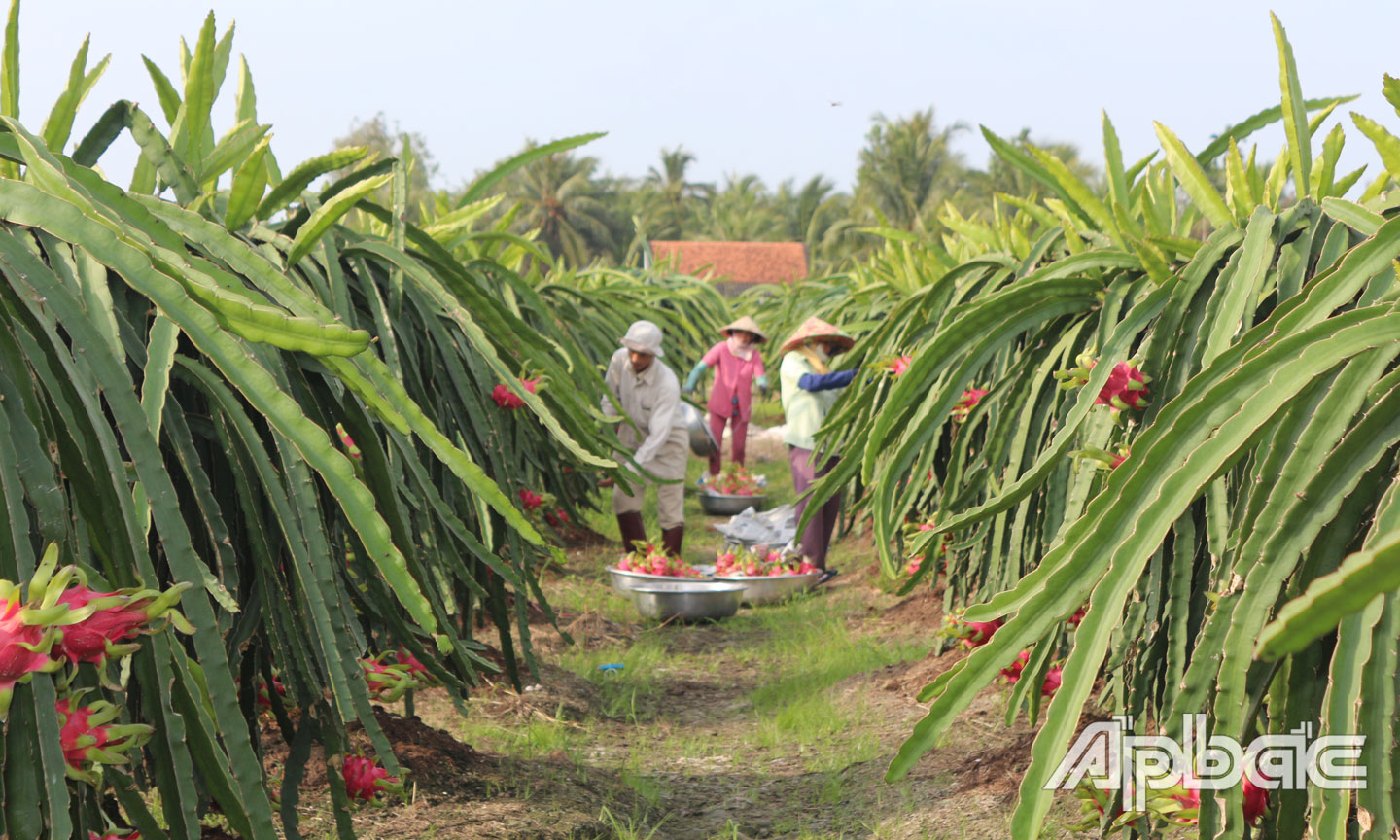 Huyện Chợ Gạo phấn đấu trở thành huyện NTM vào năm 2020. (trong ảnh: Thu hoạch thanh long tại xã NTM Đăng Hưng Phước)                                                                                                                        Ảnh: bạch cúc