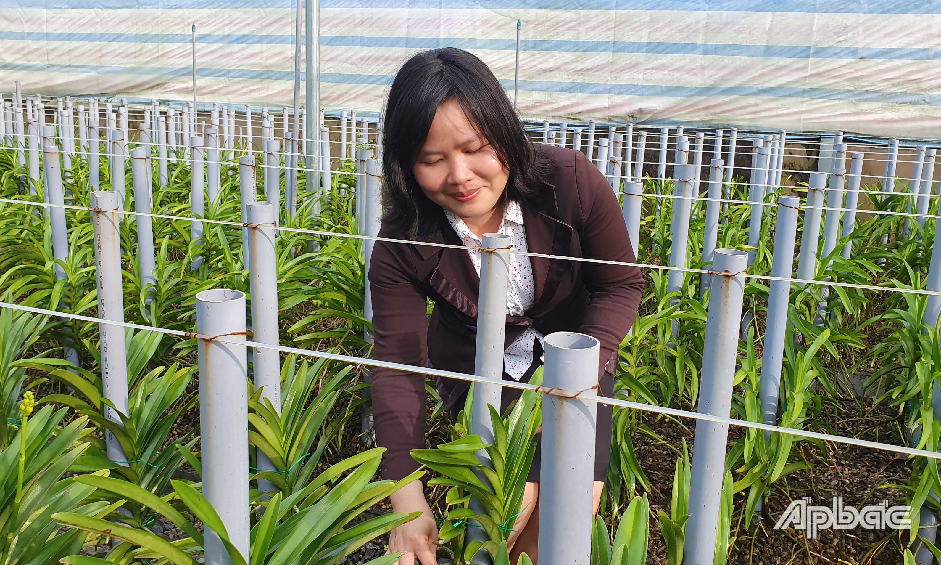 Chị Trần Thị Kim Phượng bên trang trại trồng lan Mokara của mình.