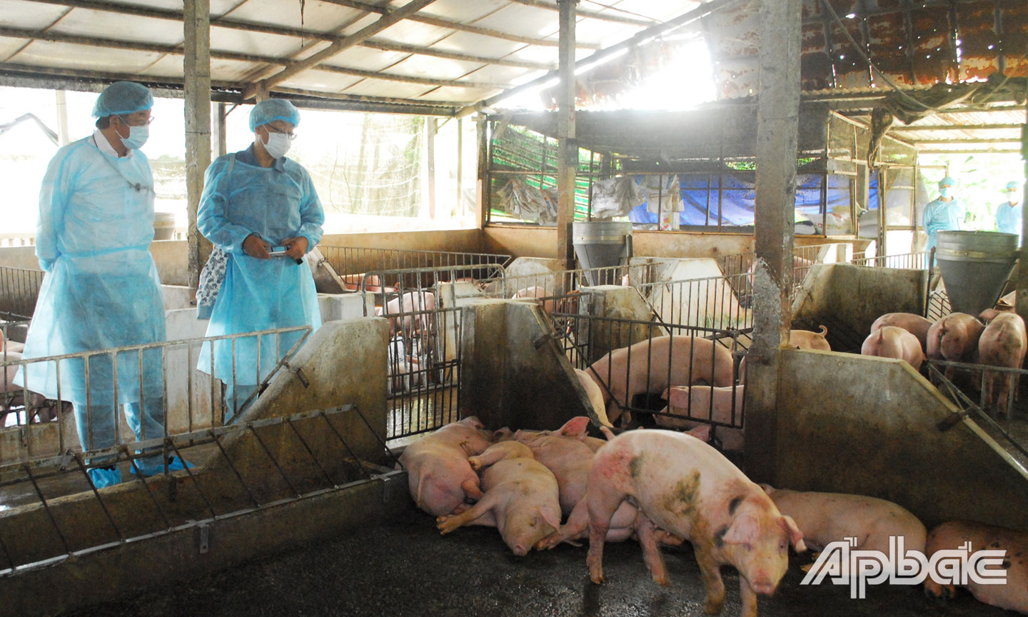 Ngành chuyên môn khuyến cáo, tái đàn heo phải áp dụng biện pháp chăn nuôi an toàn sinh học.