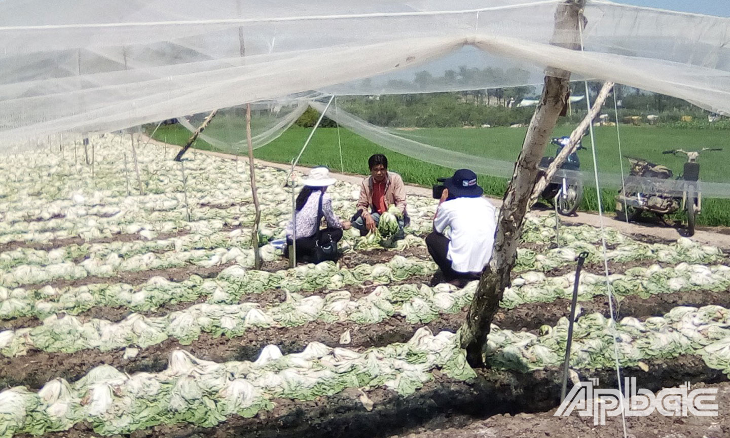 Đám cải của nông dân bị thiệt hại sau khi phun thuốc nhãn hiệu “Vua Sư Tử”.