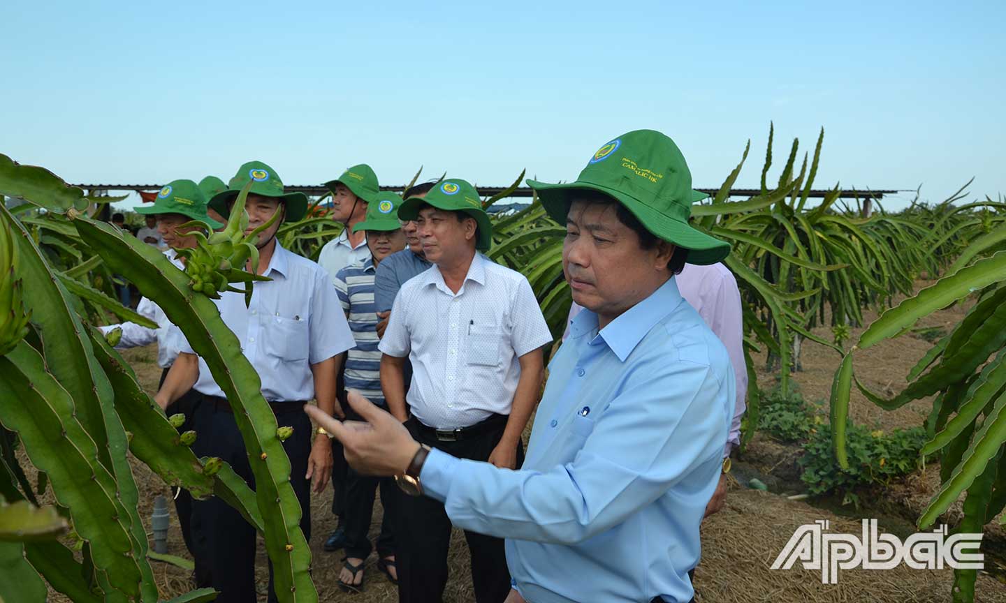 Khu vực ven biển Gò Công chuyển đổi mạnh từ đất lúa sang cây thanh long.