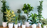 Nếu nghĩ trồng cây trong nhà có thể lọc sạch không khí, bạn đã sai