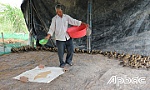 Khá lên với mô hình nuôi vịt trời