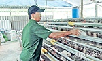 Hội CCB huyện Chợ Gạo: Không còn hội viên nghèo